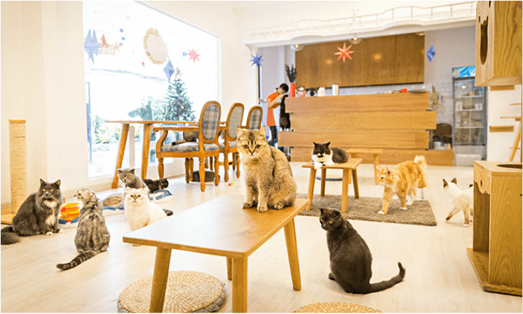 Tone màu vàng tạo không gian ấm áp cho quán cafe mèo