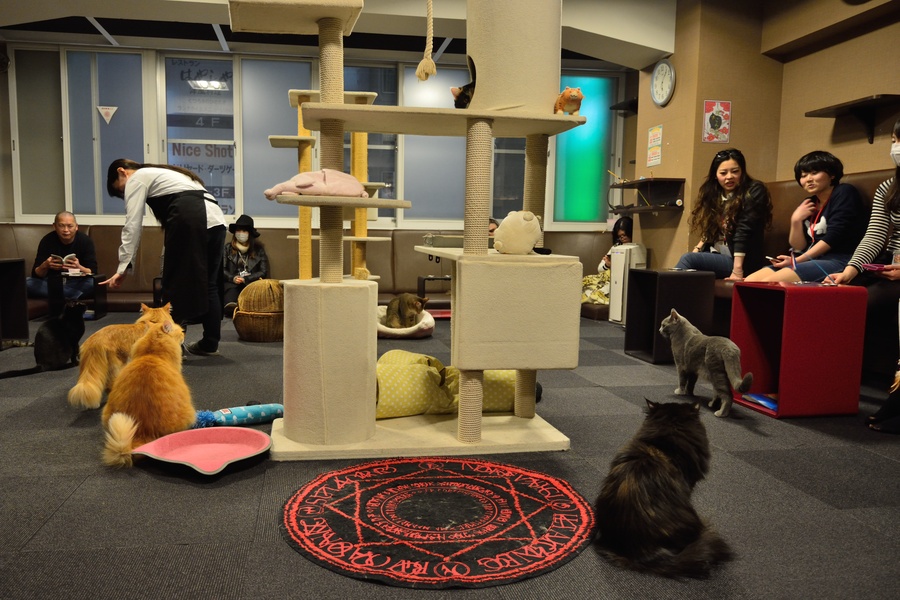 Không gian quán cafe mèo giản dị, bình yên giúp khách hàng có thể dễ dàng giao lưu với nhau
