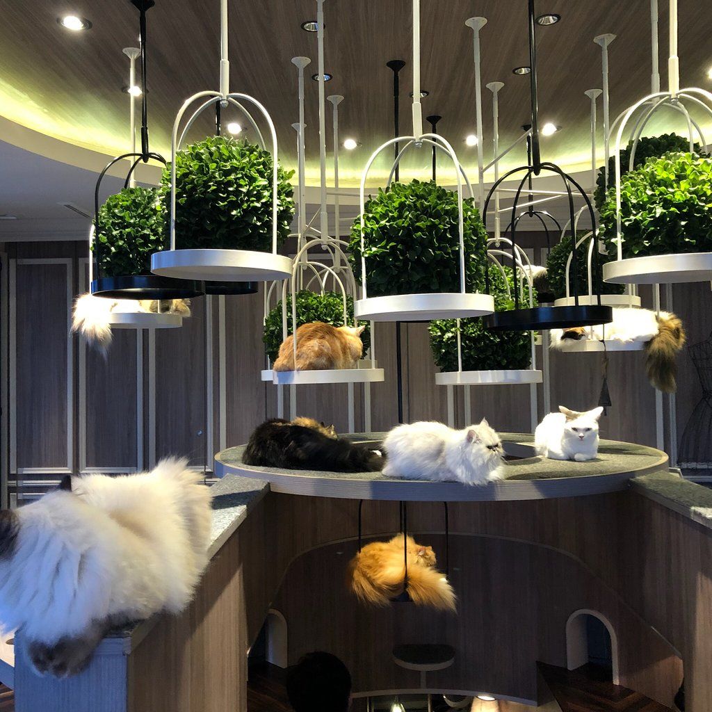 Ý tưởng thiết kế quán cafe thú cưng phong  cách hiện đại, khoa học