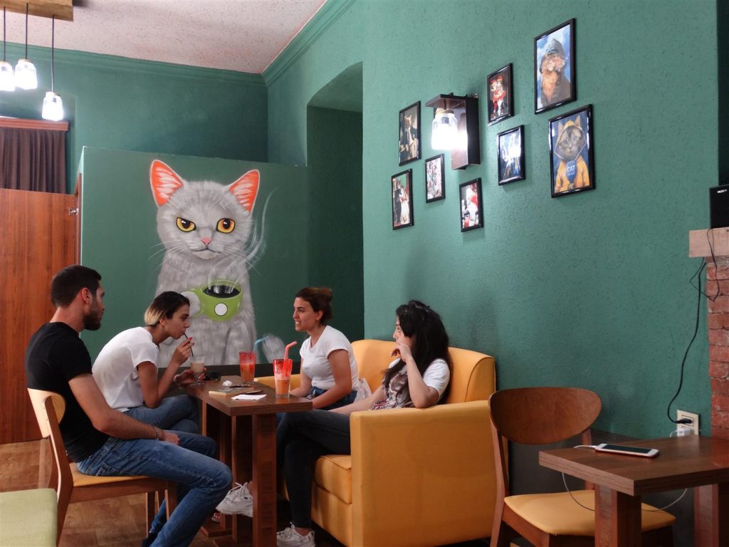 Quán cafe mèo với không gian giản dị, bình yên