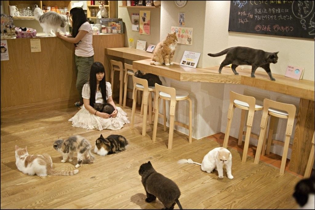 thiết kế quán cafe mèo với không gian  ấm  áp