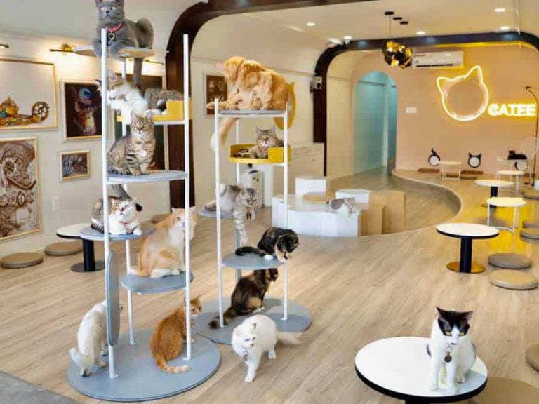 Thiết kế quán cafe mèo sang trọng nhưng không kém phần đáng yêu